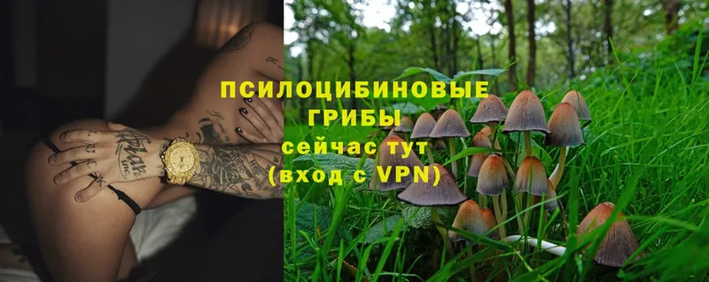 даркнет как зайти  Стрежевой  Псилоцибиновые грибы Psilocybe  продажа наркотиков 